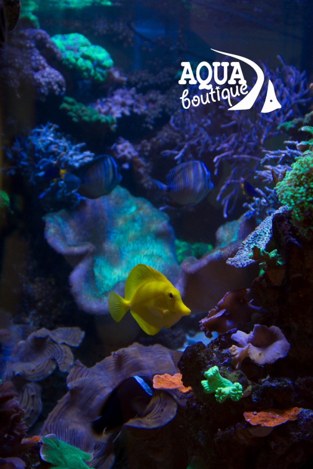 Морской рифовый аквариум, с жескими и мягкими кораллами, морскими рыбами, Крестовский остров. Общий обьем 500л.