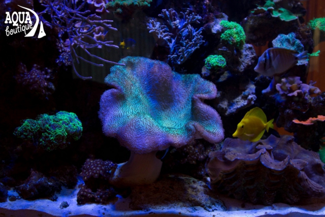 Морской рифовый аквариум, с жескими и мягкими кораллами, морскими рыбами, Крестовский остров. Общий обьем 500л.
