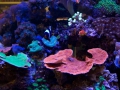 Морской рифовый аквариум общим объемом 700 л., на международной выставке "Зоосфера"