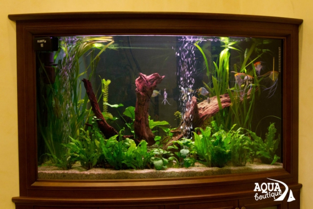 встроенный аквариум с живыми растениями, выполненный специалистами ООО "Аква бутик"
